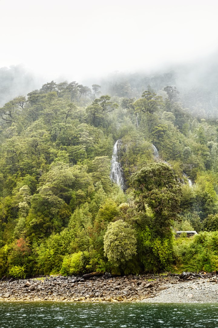 bosque chile