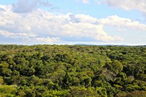 Bosque Bosque
