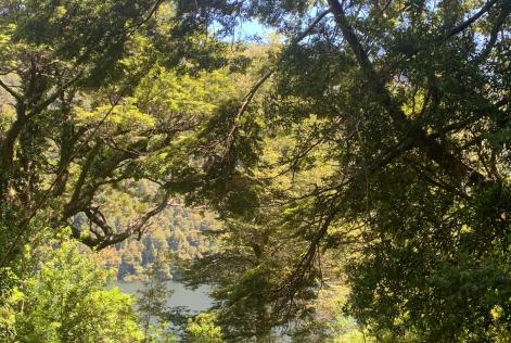 BOSQUE