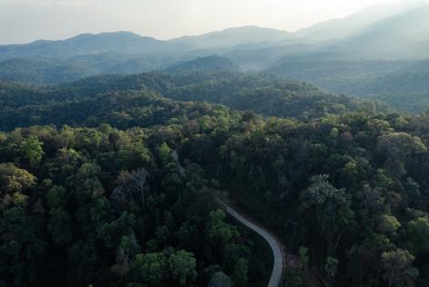 bosque