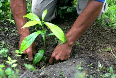 Día Mundial del Árbol