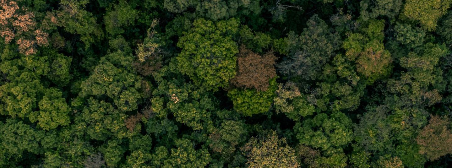 Bosque desde arriba