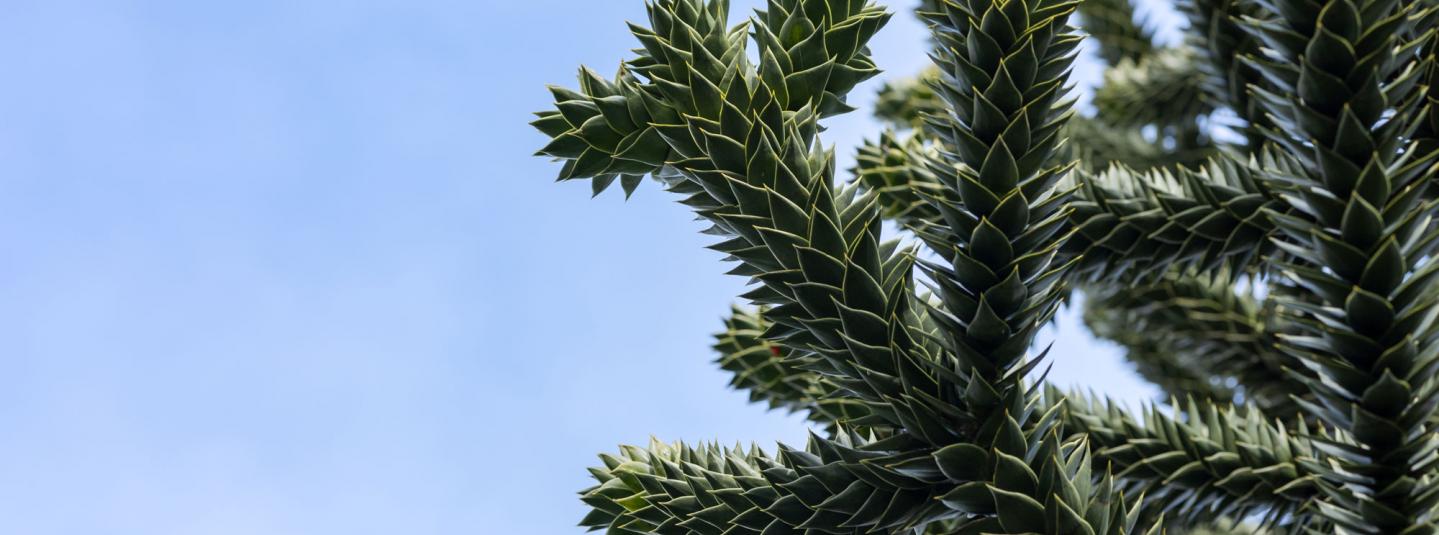 araucaria