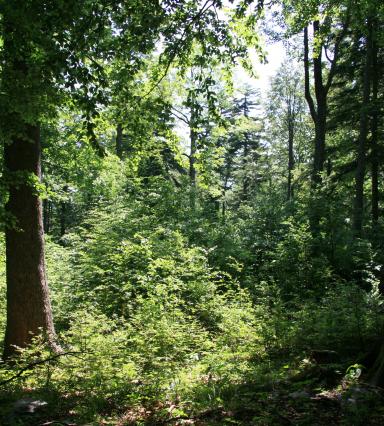 bosques