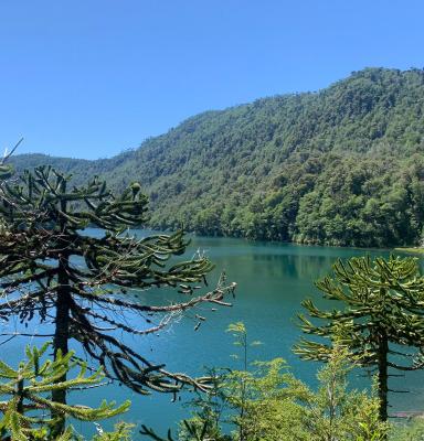 araucaria lago cerro