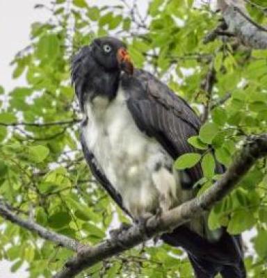 Administradores por naturaleza