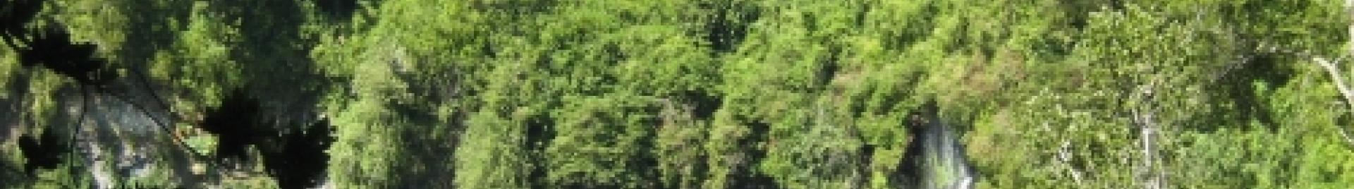 bosque nativo chileno