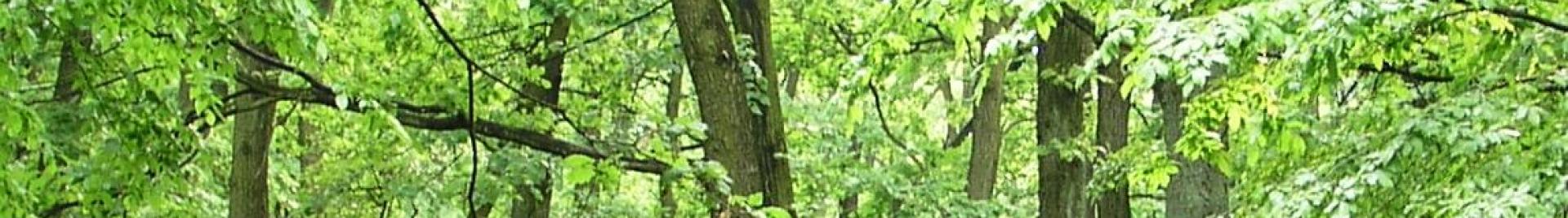fsc