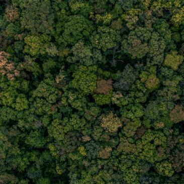 Bosque desde arriba
