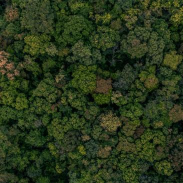 Bosque desde arriba