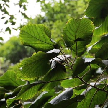 leaves forest